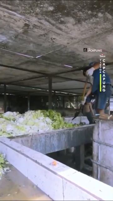 Keunggulan maggot untuk pakan ternak sampah jadi berkah #kelasbisnis #shorts #ternak #pakan #sukses смотреть онлайн