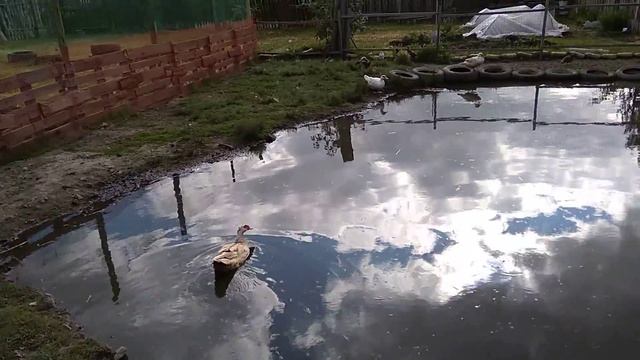 Прудик , Утки подросли смотреть онлайн