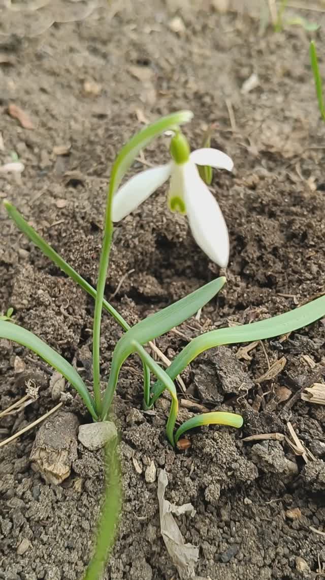 Галантус . Galanthus. Весна в саду #растения #сад #цветущиерастения #галантусы #подснежникивсаду смотреть онлайн