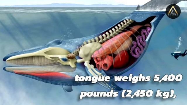 World Largest Animal Blue Whale's🐋 Tongue Weight More 😱Than A White Rhinoceros or 30 Peoples?🔥 смотреть онлайн