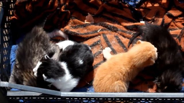 Котята, первая неделя смотреть онлайн