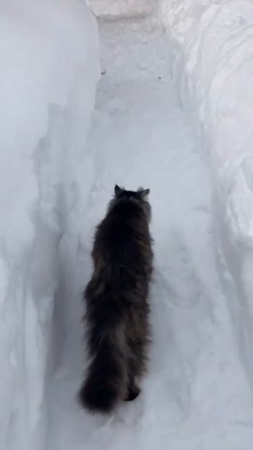 Наш кот, помесь перса и сибирского...) смотреть онлайн