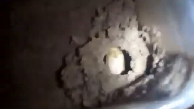 Плавунец окаймленный меняется смотреть онлайн