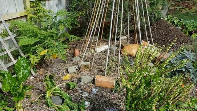 А на грядке у нас растут не овощи.../Ginger tails in our garden смотреть онлайн