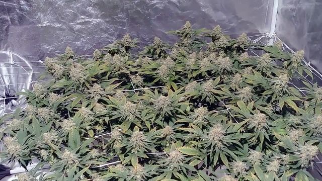 My Organic Garden- Jack Herer Day 51 of Flower смотреть онлайн