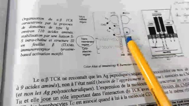 Immunologie partie_5 : les lymphocytes T et B смотреть онлайн