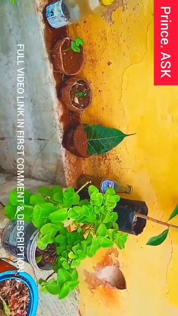 PEEPAL TREE LEAF PROPOGATION IN OUR HOME GARDEN IN TAMIL #leafpropogation #shorts