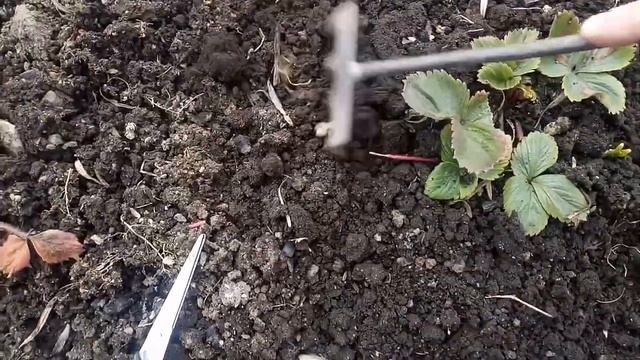 Теплица, клубника🌱🌱🌱 смотреть онлайн