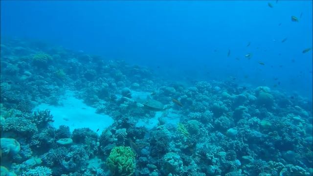 Jordan-Aqaba Dive Trip (Jpaneese Garden) Augut 11th 2016 смотреть онлайн