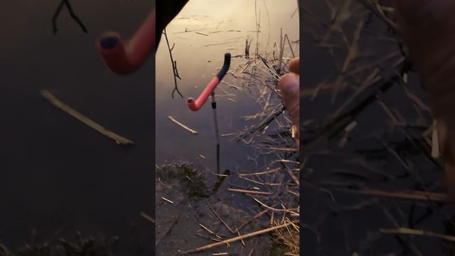 Скоро на всех водоёмах страны, караси проснулись смотреть онлайн