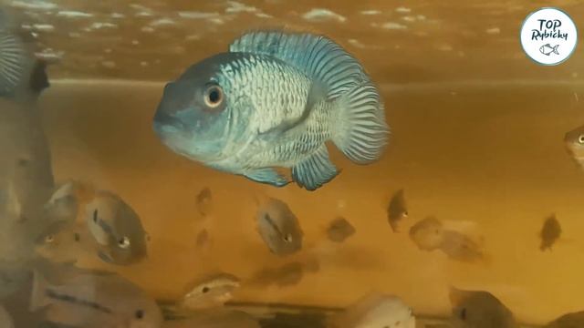 Andinoacara pulcher neon blue - Akara Electric Blue | Toprybičky.sk смотреть онлайн