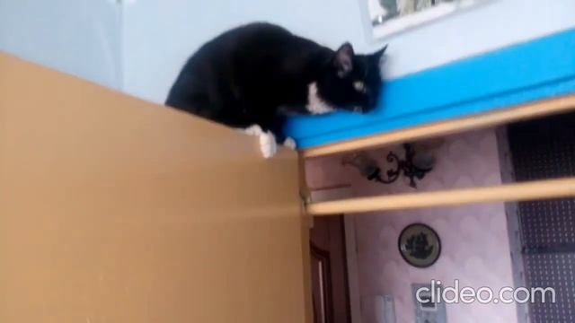 КОТ НЕ МОЖЕТ СЛЕЗТЬ С ДВЕРИ смотреть онлайн