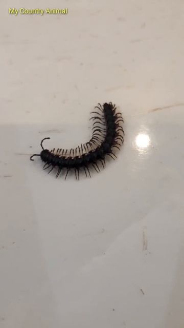 Video Cute Animal Centipede #shorts|@My Country Animal 