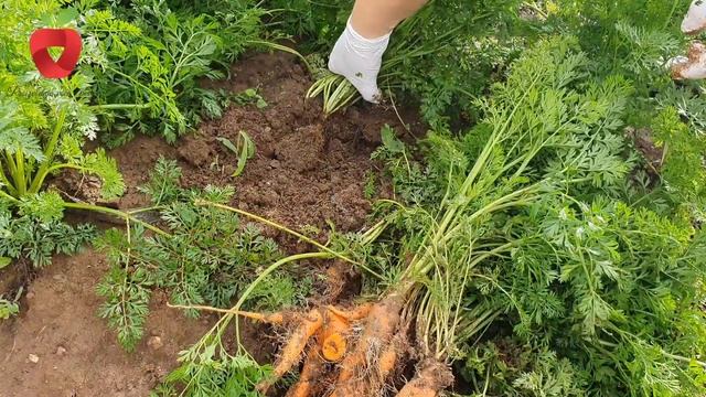 Kako skladištiti mrkvu da bude svježa cijelu zimu ?? смотреть онлайн