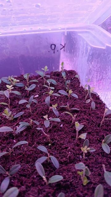 Черенкование брусники Коралл.