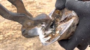 Педикюр ослику.Чистка копыт