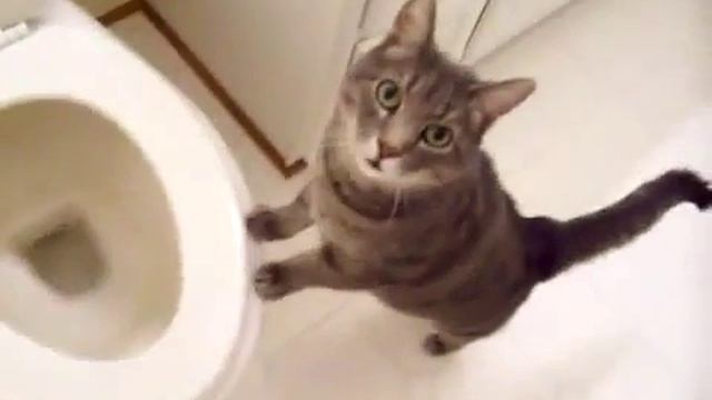 Кот зачарован сливом воды в туалете смотреть онлайн