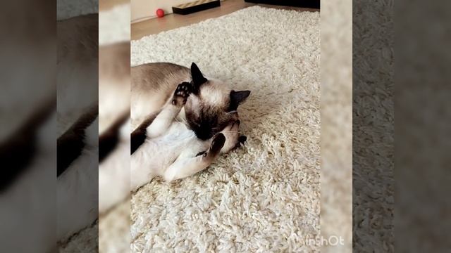 мама есть мама🤗 бежать бесполезно 🤣🤣🤣🐱💕 смотреть онлайн