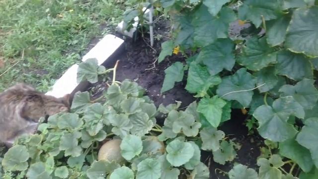 ДЫНЮ съели МОИ КОТИКИ на грядке 21 07 2018г смотреть онлайн