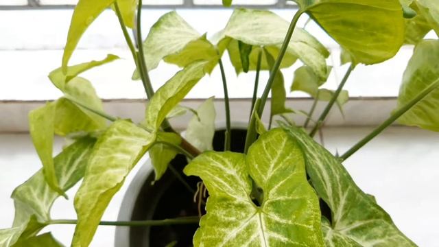 Balcony Gardening Ideas || Gardening || Go green смотреть онлайн