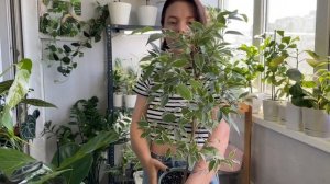 Моя коллекция фикусов | МАЙ| ОБЗОР