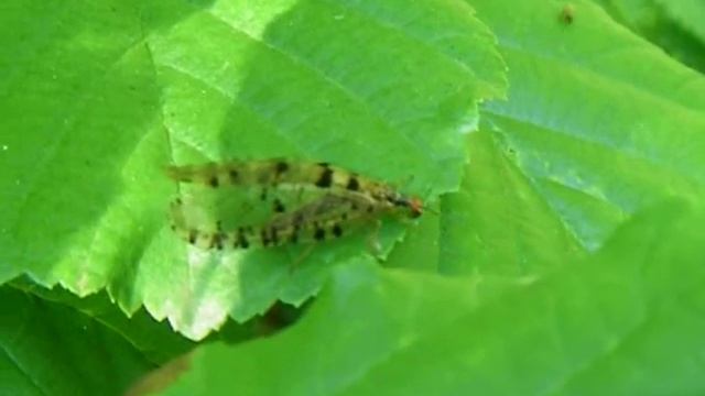 Osmylus fulvicephalus смотреть онлайн