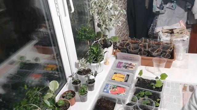 Подкормки для Огурцов БЕЗ Химии! смотреть онлайн