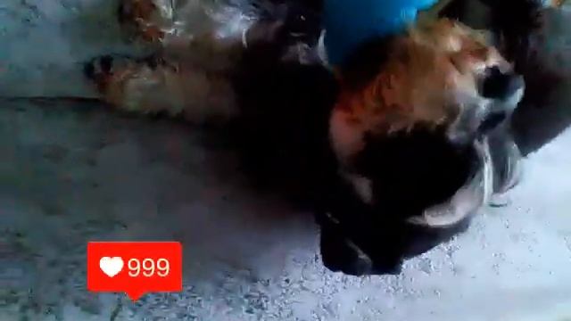 Собака брата милая мантирую 2 видио смотреть онлайн