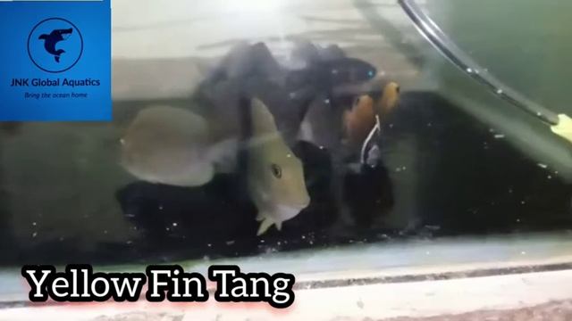 Yellow Fin Tang смотреть онлайн