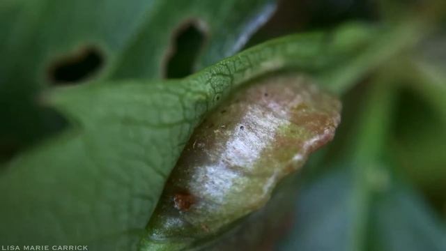 Virginia Creeper Gall Created by Gall Midge Larvae - Dasineura parthenocissi - Macro HD смотреть онлайн