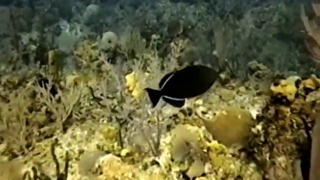 Scuba Diving Grand Cayman смотреть онлайн