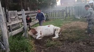 повал и фикцация КРС