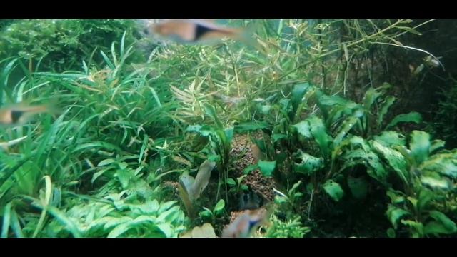 Mikrogeophagus ramirezi breeding смотреть онлайн