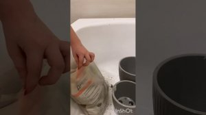 Пересадка цветов после покупки. Дипсис