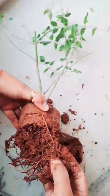 nursery se laye paudhon ko gamle mai lagane ka tarika #shorts смотреть онлайн