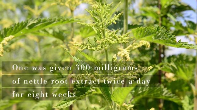 Nettle Root Improves Prostate Symptoms смотреть онлайн