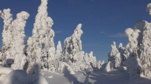 Дрон не хотел возвращаться из карельского космоса, когда заснял абсолютный релакс зимнего леса.