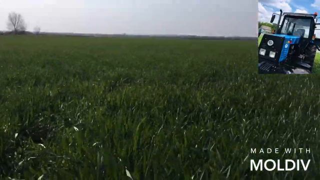 Оприскиваем Пшеницу смотреть онлайн