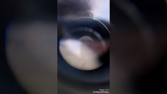 Dzikie Zwierzęta #7 Obserwacja Przez Lornetke