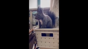 как кричат белки