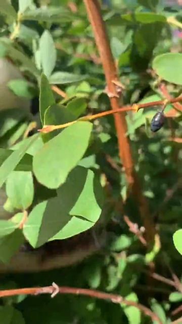 Чау-чау ест жимолость смотреть онлайн