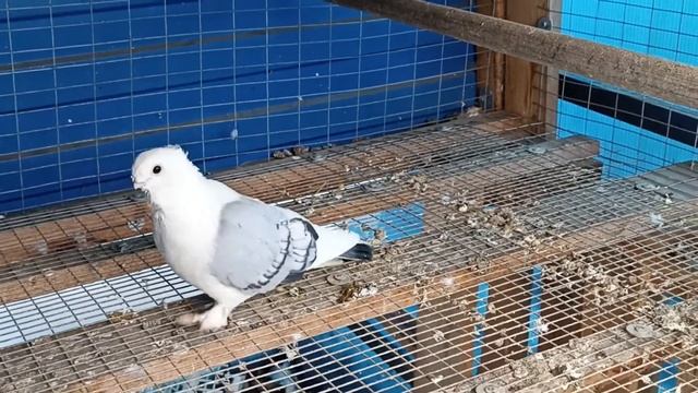 сатинеты на продажк