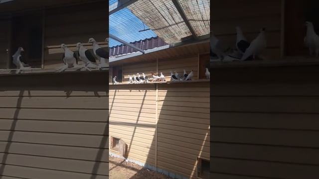 голуби в орел смотреть онлайн