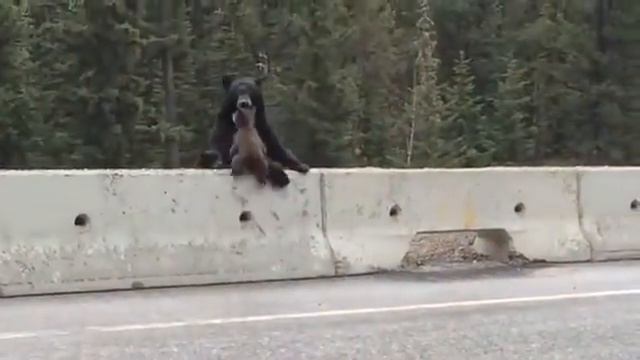 Мама медведь спасает детеныша... смотреть онлайн