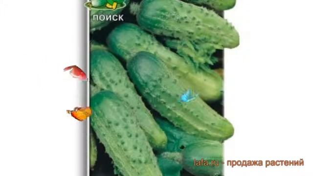 Огурец обыкновенный Соловей F1 (solovey f1) 🌿 Соловей F1 обзор: как сажать, семена огурца Соловей F смотреть онлайн