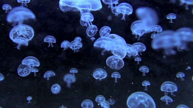 Las Medusas (Ou Merite Tout Glwa) смотреть онлайн