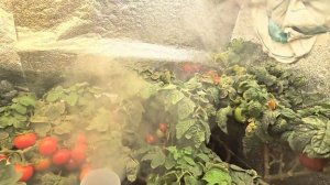 Выращивание томатов в гроубоксе с баллонов системой подачи СО2