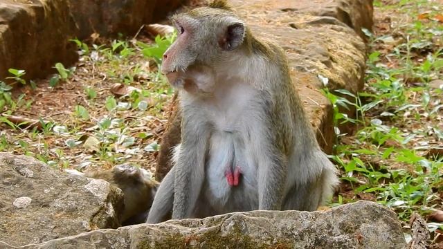 Poor Pity baby Monkey Janna Back Getting Infected Cuz Jane Holding Hit With Something Under Her смотреть онлайн