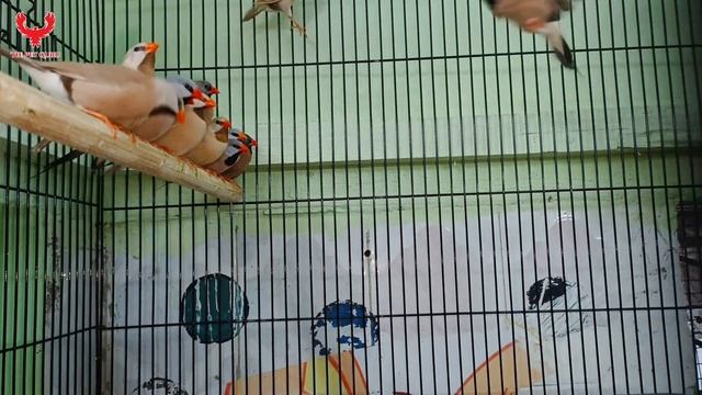 Tariq Bhai Newly Pets Shop Open ! #miraroad )#birdlovers