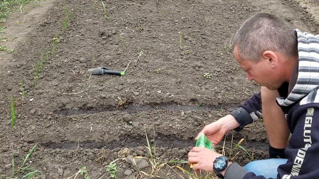 сеем базилик и кориандр смотреть онлайн